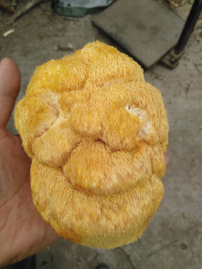 长白山猴头菇批发东北猴头菇种植基地产地直供