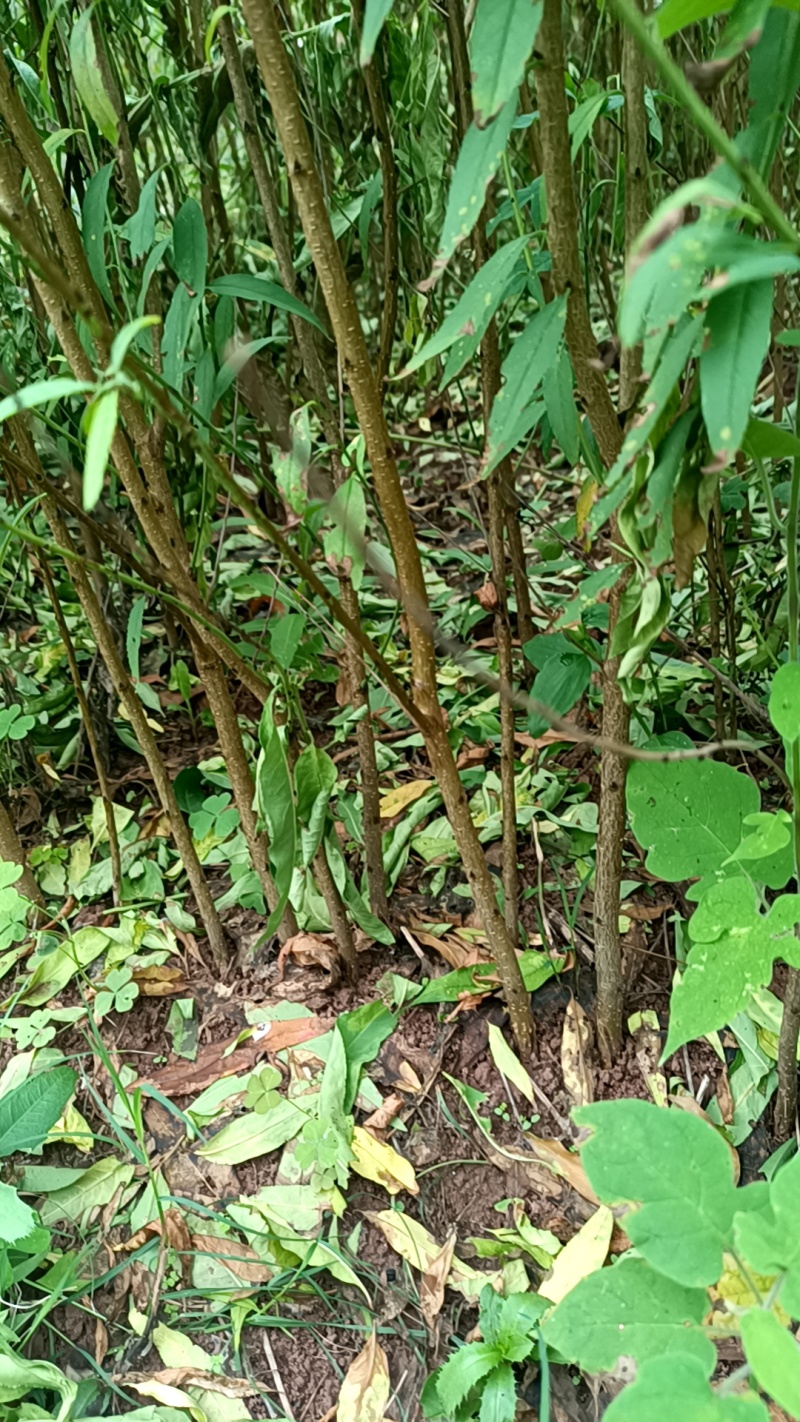 （热卖中)自家苗圃实生毛桃树苗无中间商成活率高
