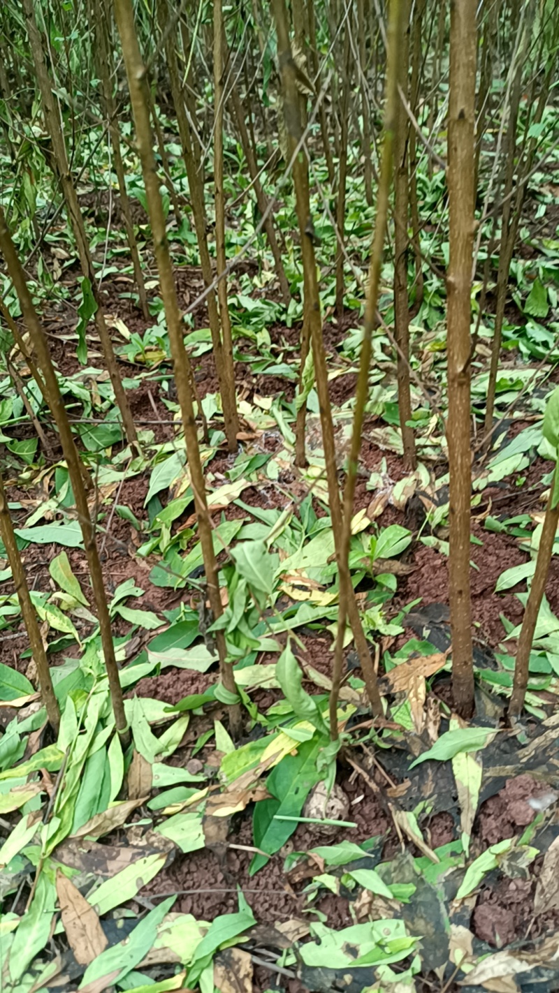 热卖中)自家苗圃实生毛桃苗无中间商质量保证
