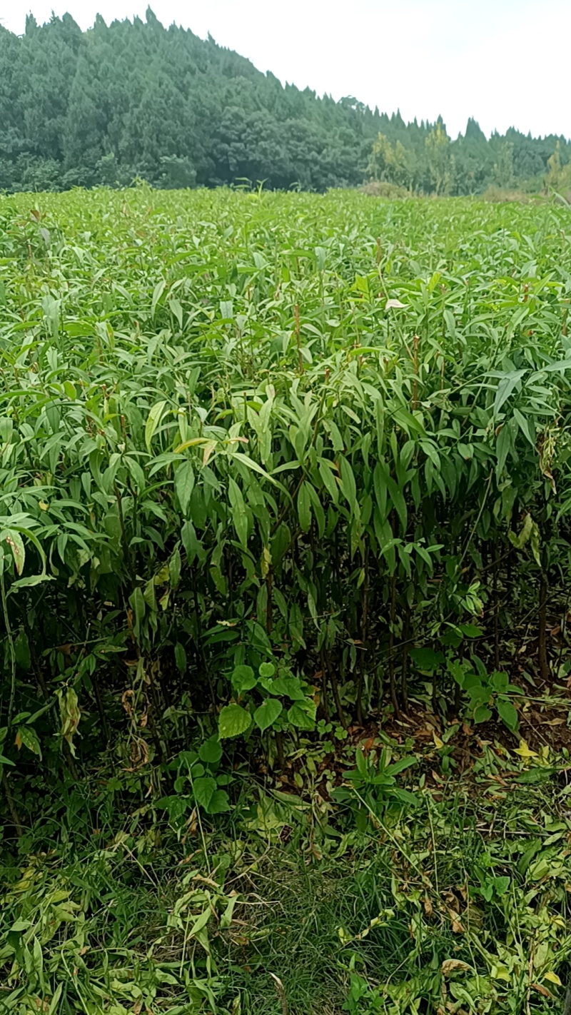 热卖中)自家苗圃实生毛桃苗无中间商质量保证