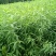 热卖中)自家苗圃实生毛桃苗无中间商质量保证