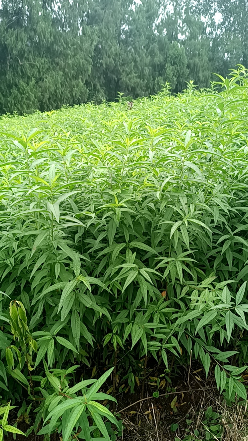 热卖中)自家苗圃实生毛桃苗无中间商质量保证