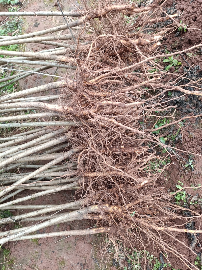 热卖中)自家苗圃实生毛桃苗无中间商质量保证