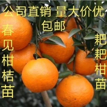 春见柑桔苗/耙耙柑苗/2年苗基地批零售/量大价优免费技术