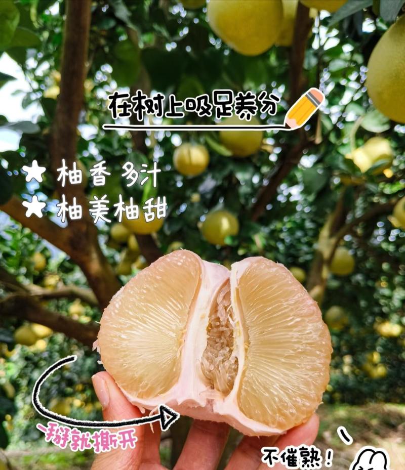 玉环文旦柚