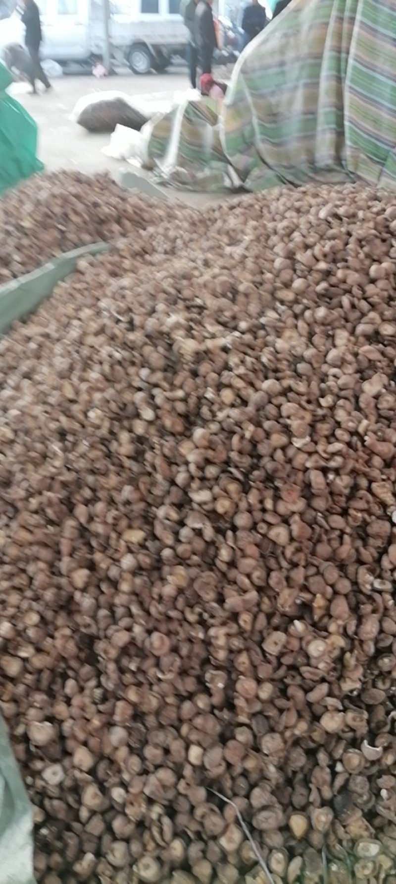 干香菇大量上市，有需要的老板前来看货