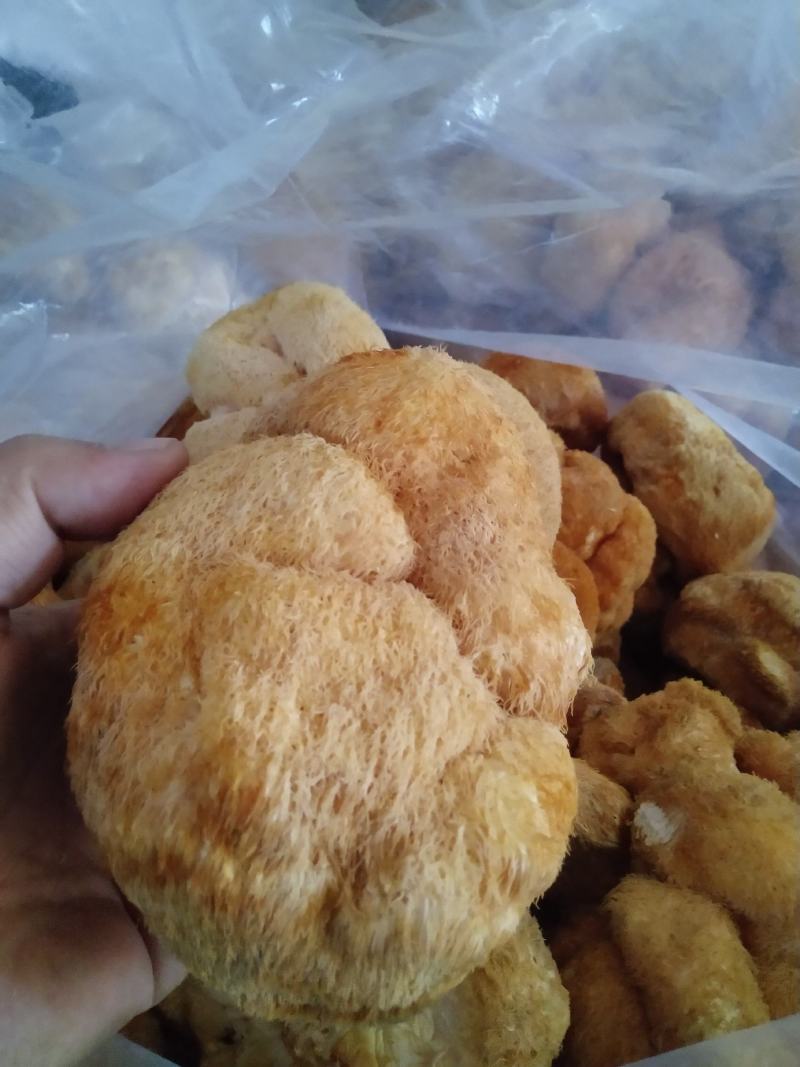 东北猴头菇种植基地产地直供猴头菇批发