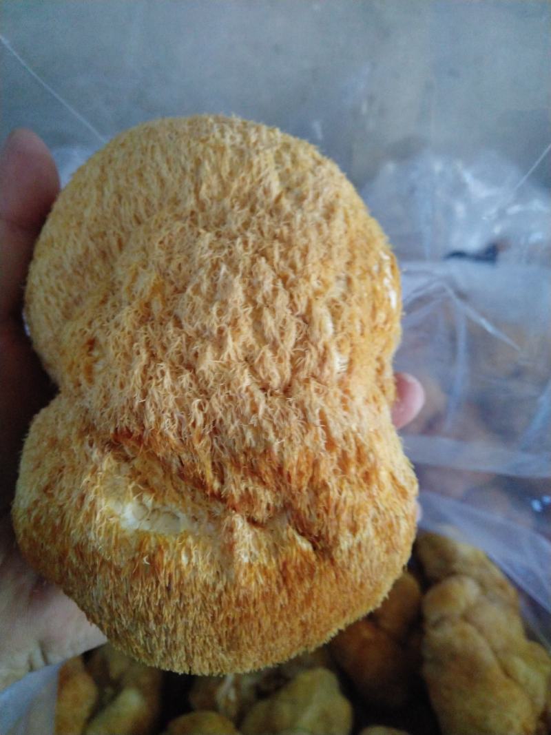 东北猴头菇种植基地产地直供猴头菇批发