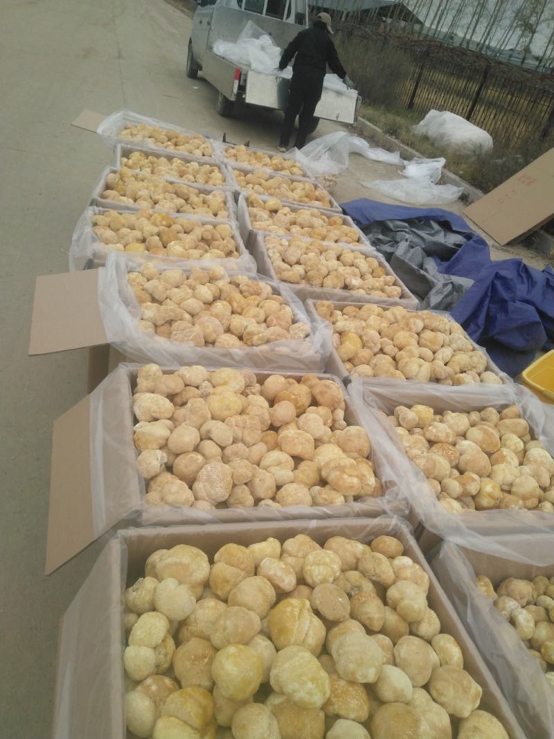 东北猴头菇种植基地产地直供猴头菇批发
