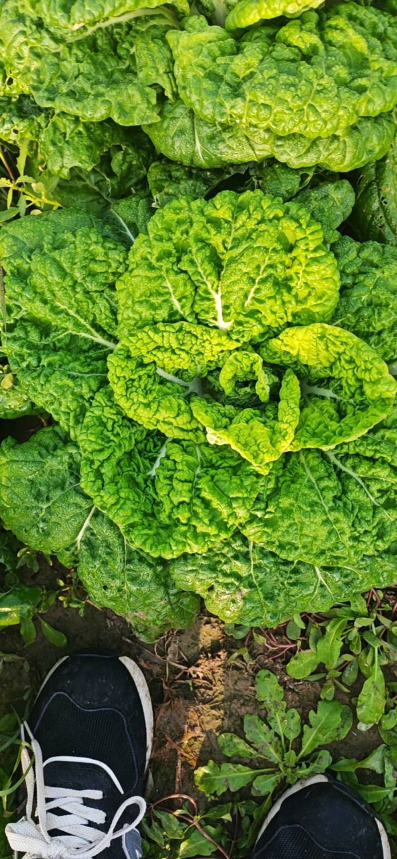 黄心菜
