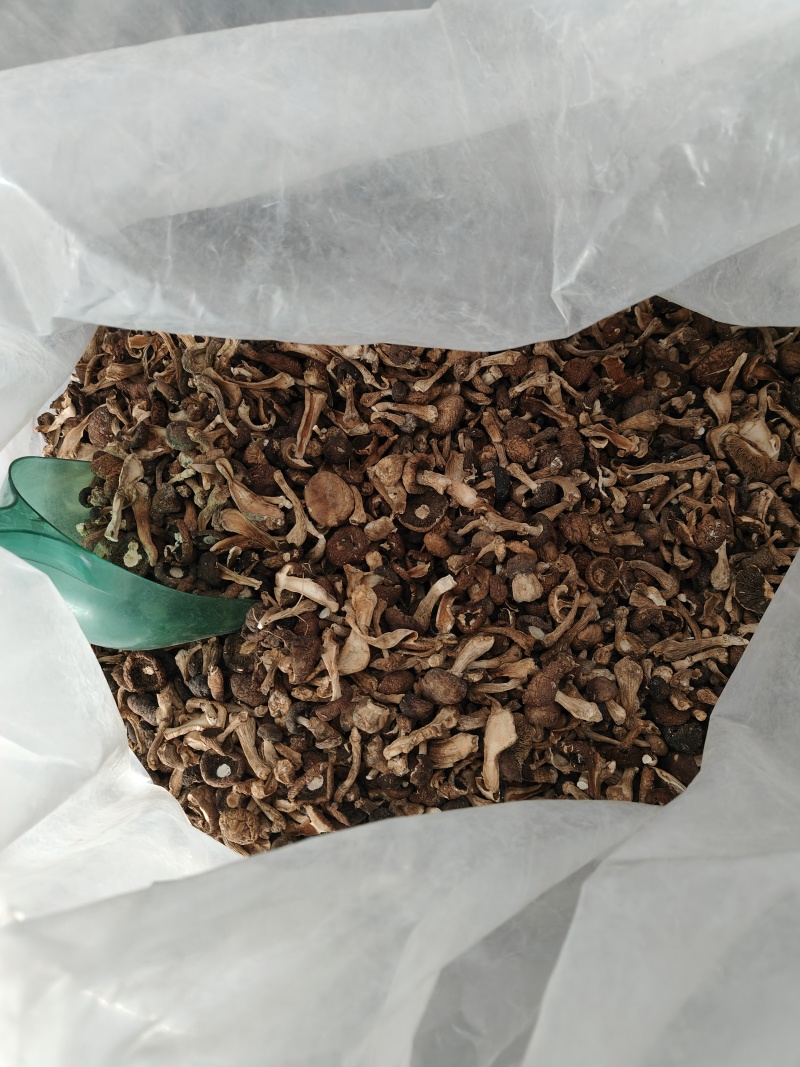 黑龙江产大球盖菇干品