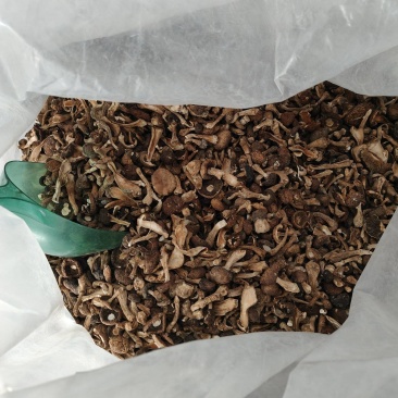 黑龙江产大球盖菇干品