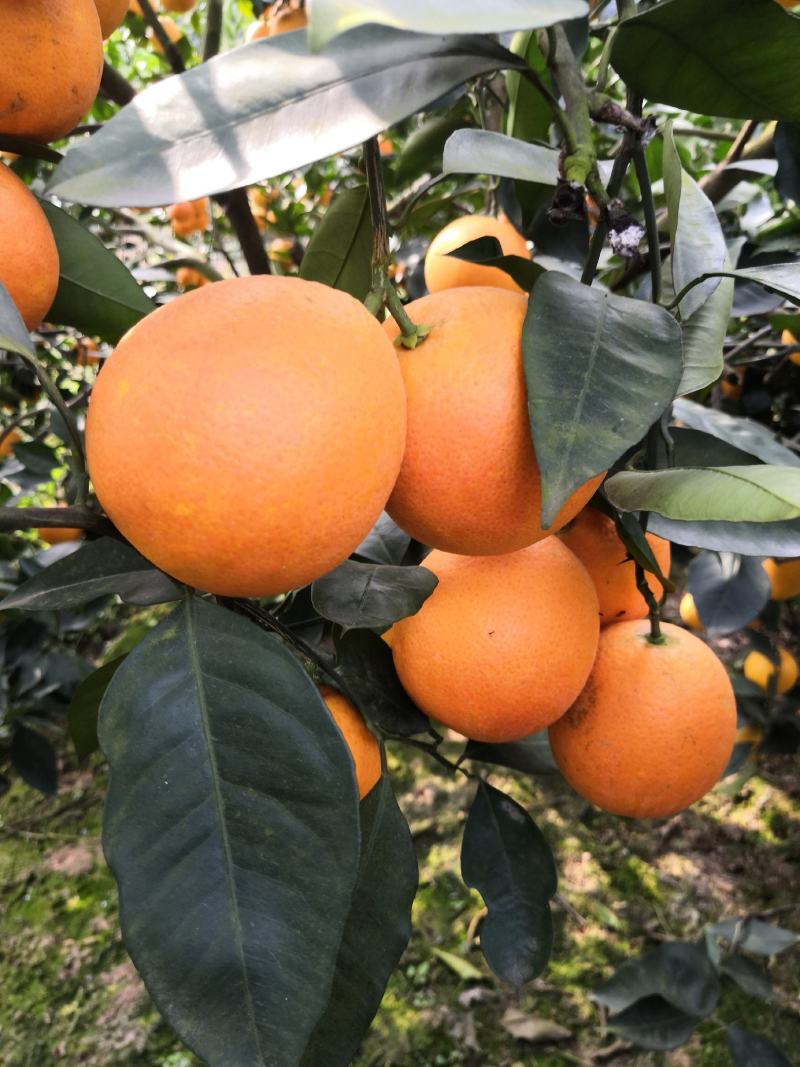 【热卖】四川塔罗科血橙可对接各个平台，预售期
