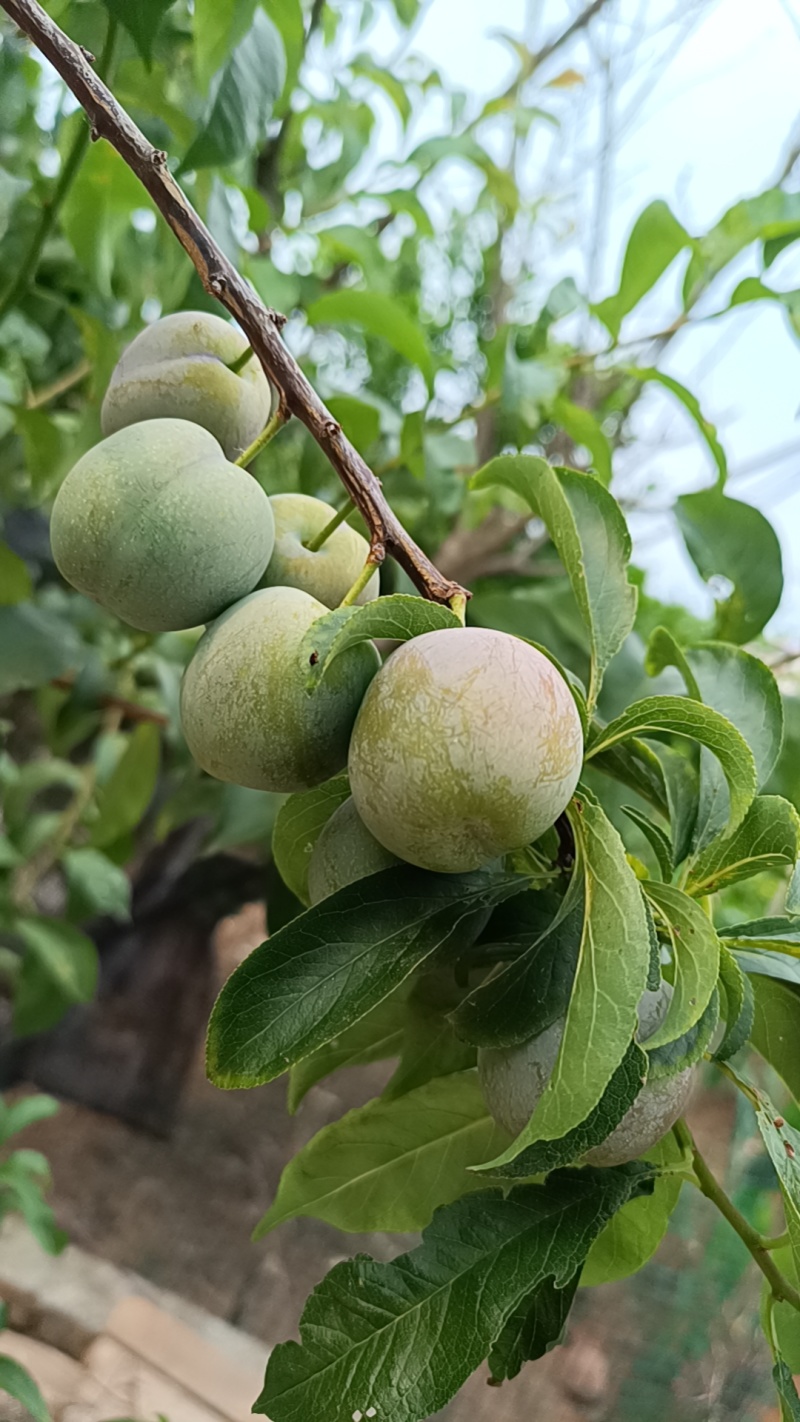 自家苗圃种植的李子苗五月脆李子苗成活率高诚信为本