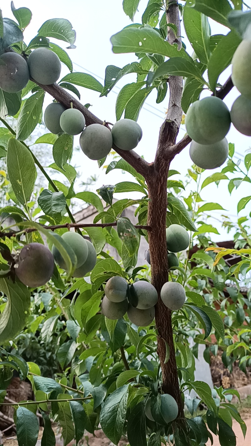 自家苗圃种植的李子苗五月脆李子苗成活率高诚信为本