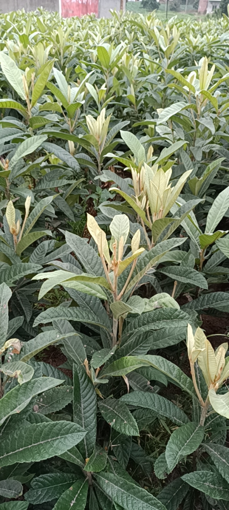自家苗圃种植正宗大五星枇杷苗一手货源量大从优