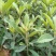 自家苗圃种植正宗大五星枇杷苗一手货源量大从优