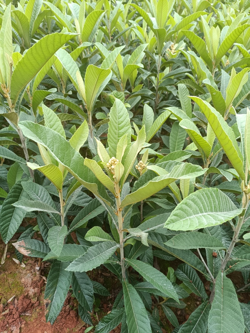 自家苗圃种植正宗大五星枇杷苗一手货源量大从优