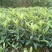 自家苗圃种植正宗大五星枇杷苗一手货源量大从优