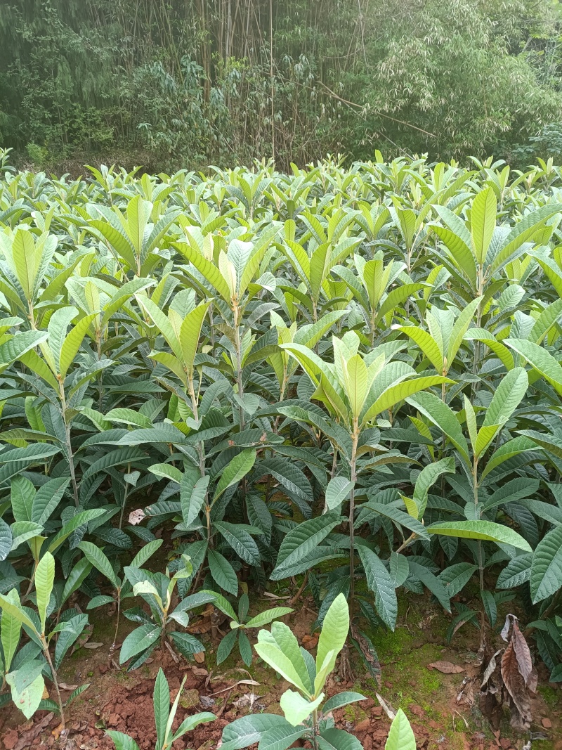 自家苗圃种植正宗大五星枇杷苗一手货源量大从优