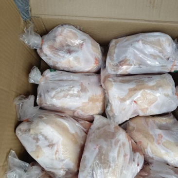 一级三黄鸡