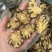 【新货净重】川芎片批发川芎正宗四川产质量好无干燥剂净重无