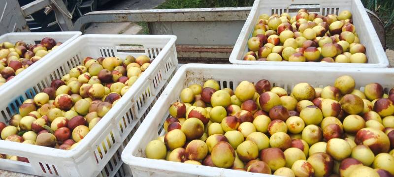 沾化冬枣产地大量现货欢迎客商采购代发代存