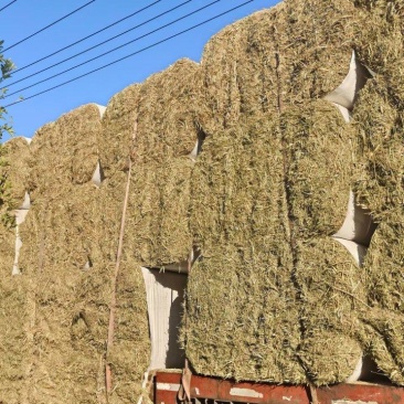 柔丝大包羊草，山东仓库现货