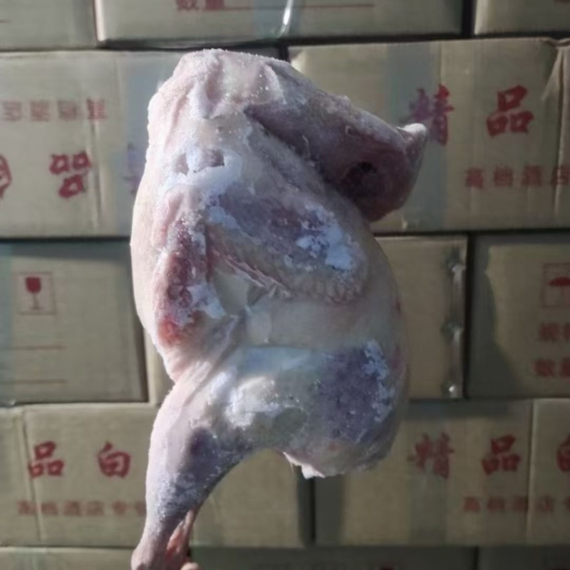 七彩山鸡养两年