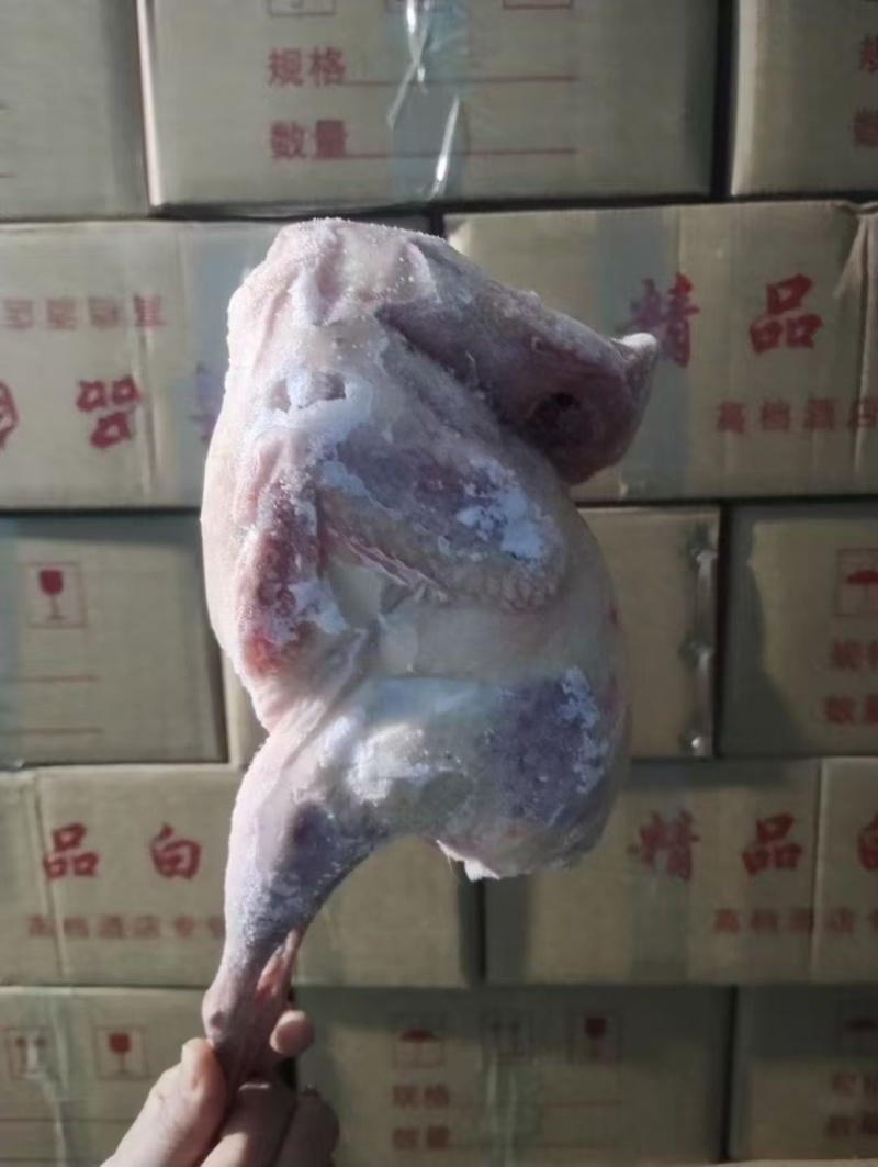 七彩山鸡养两年