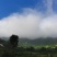 栖霞市牙山深山野养食百草山羊活体，单只或者批发。