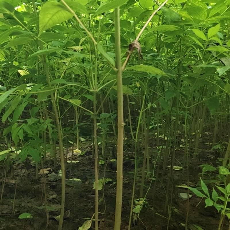 厚皮川黄柏苗