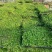 姬岩垂草