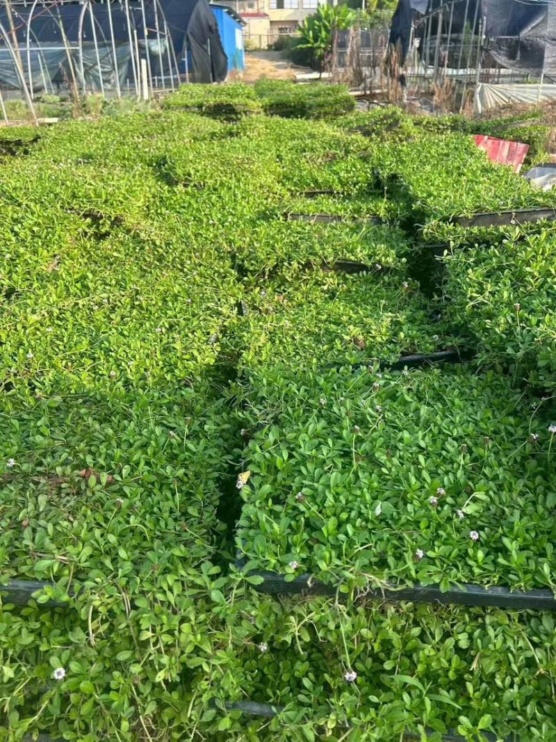 姬岩垂草