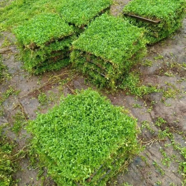 姬岩垂草