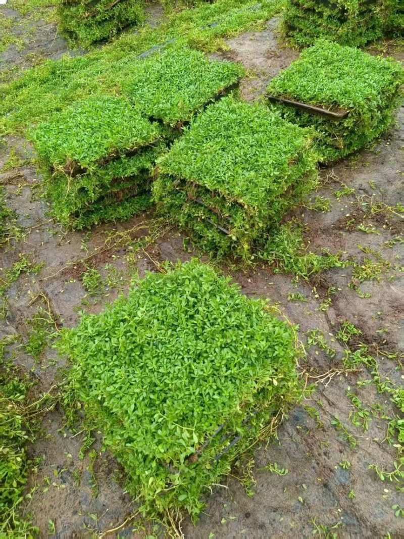 姬岩垂草
