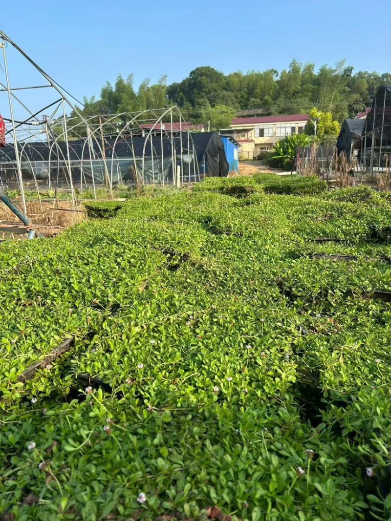 姬岩垂草