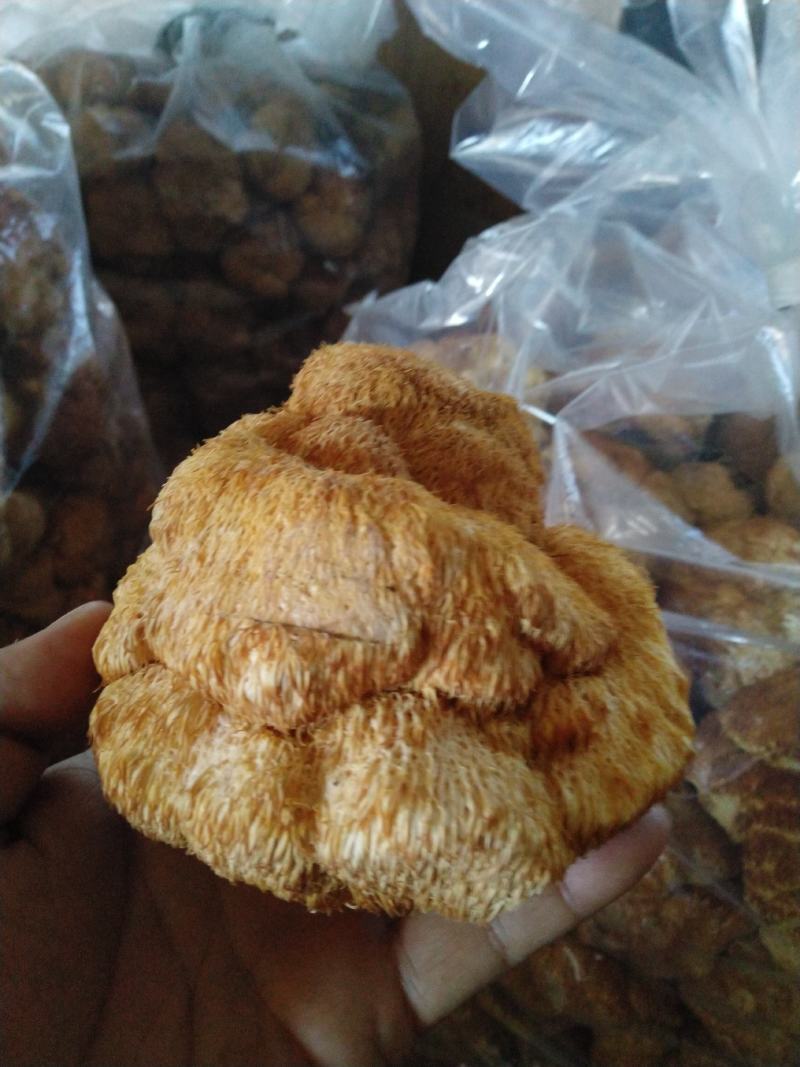 东北大猴头菇批发