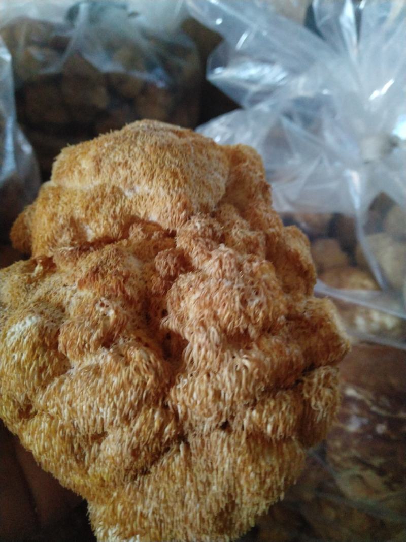 东北大猴头菇批发