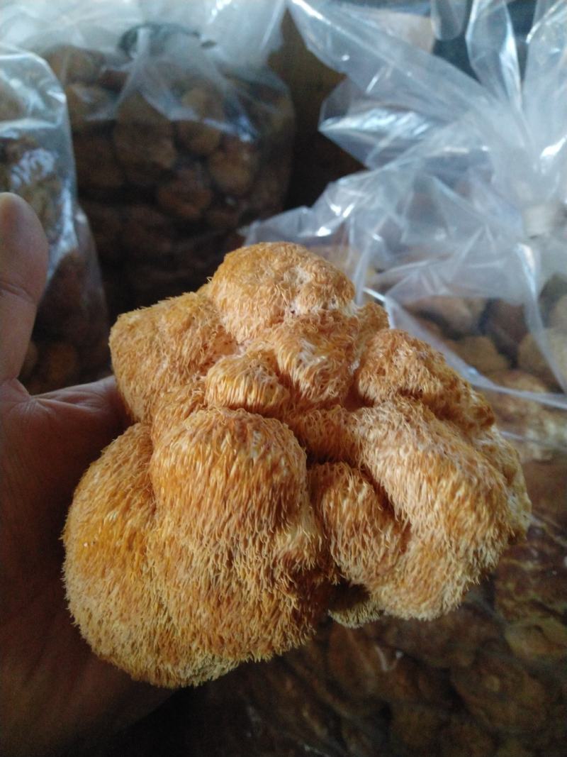 东北大猴头菇批发