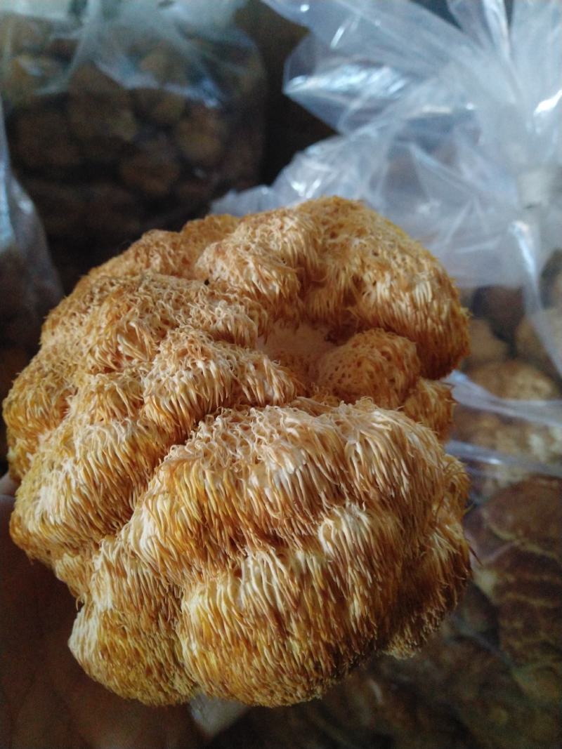 东北大猴头菇批发
