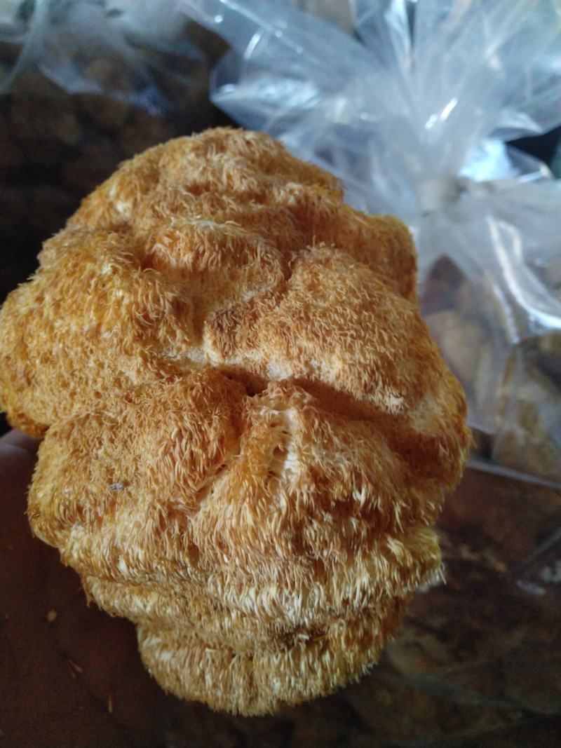 东北大猴头菇批发