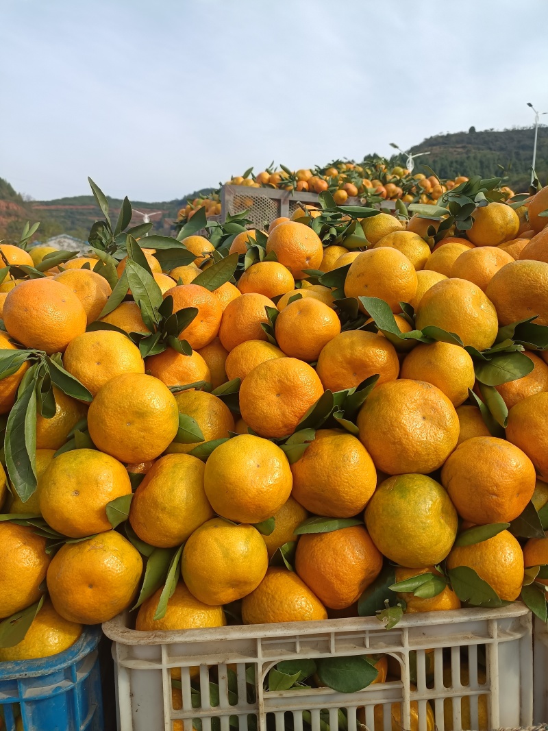 湖北丹江口，习家店交易大市场，货源充足，大量供应
