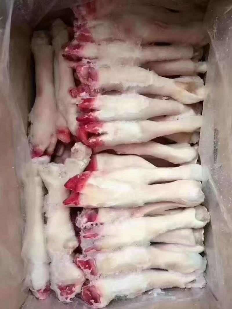 精致白羊蹄