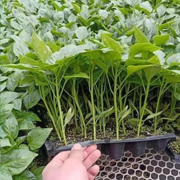 薄皮椒秧苗辣椒苗微辣大果薄皮椒苗当季懒人盆栽地栽蔬菜苗带