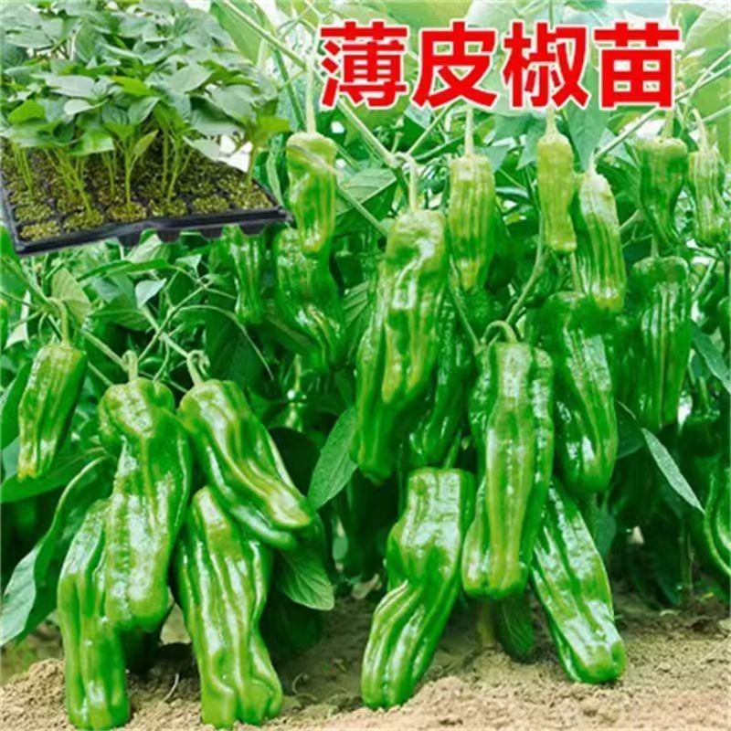 薄皮椒秧苗辣椒苗微辣大果薄皮椒苗当季懒人盆栽地栽蔬菜苗带