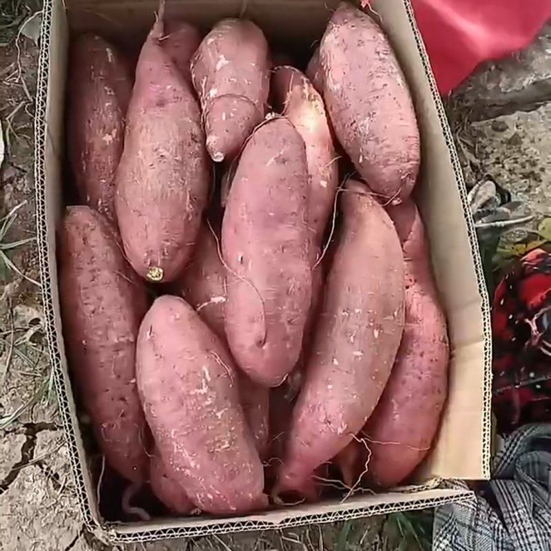 红薯