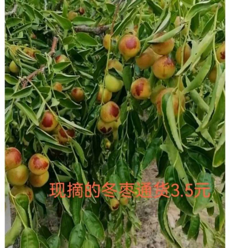 沾化冬枣新鲜上市，甜脆多汁，天然***，健康美味**！