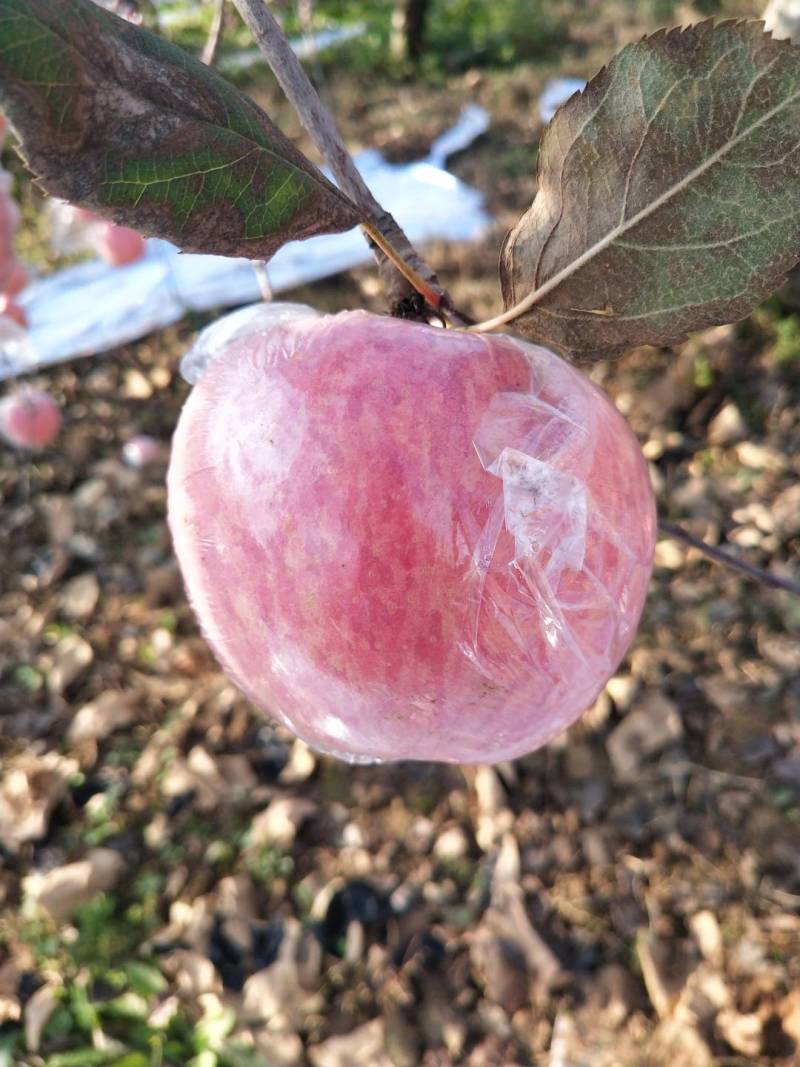 山西运城平陆红富士苹果