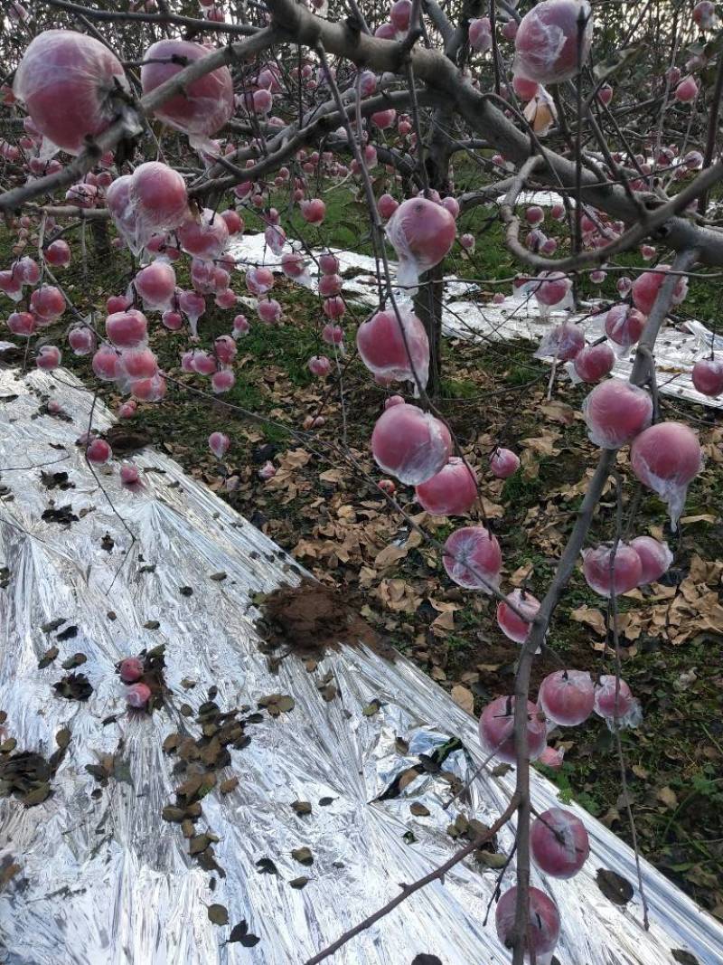 山西运城平陆红富士苹果